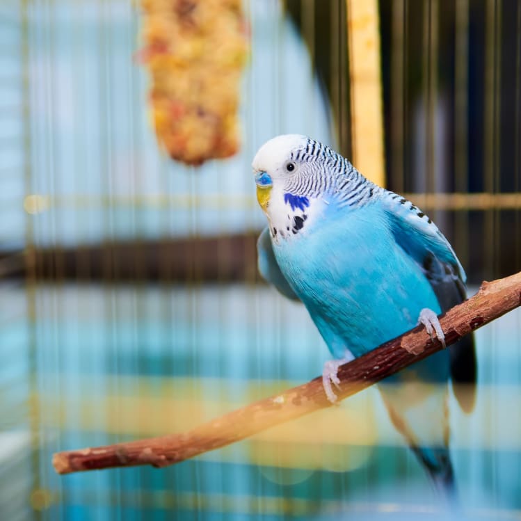 Blue parakeet perched on a branch in his cage.