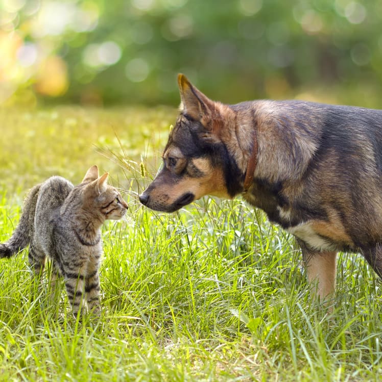 A dog and a cat in a field.