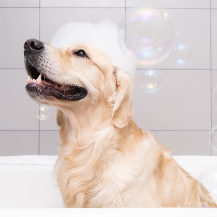 Sudsy dog in a bathtub.