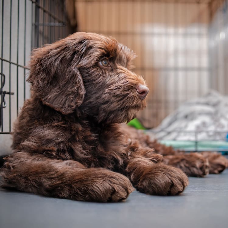 Brown dog relaxing in her crate.