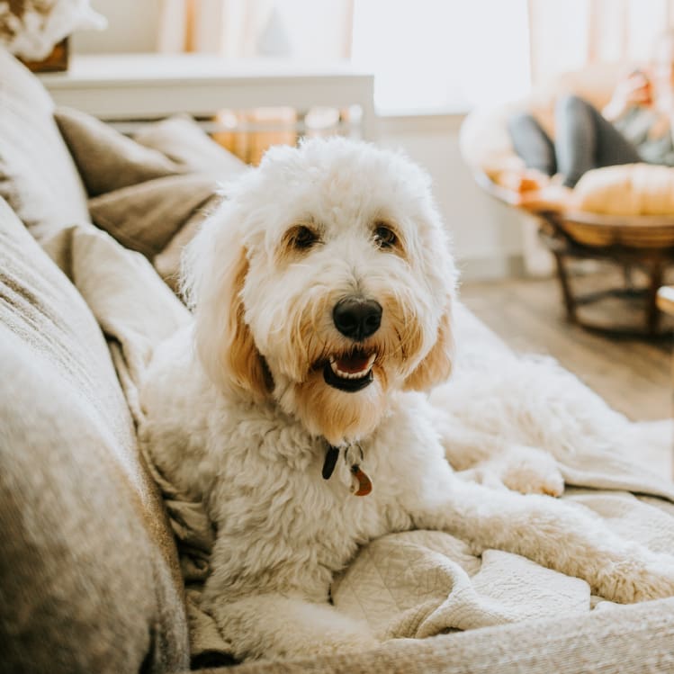 Fluffy white dog relaxing on a couch in a living room.