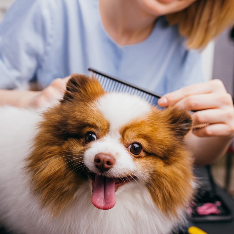 Small brown and white dog at the groomers.