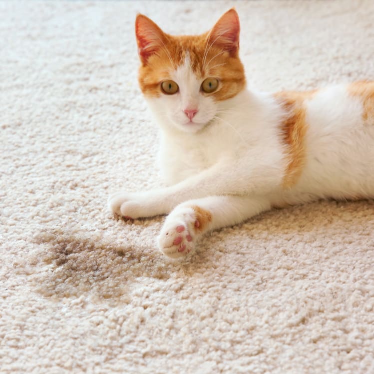 Light brown and white cat next to a soil spot on a white carpet.