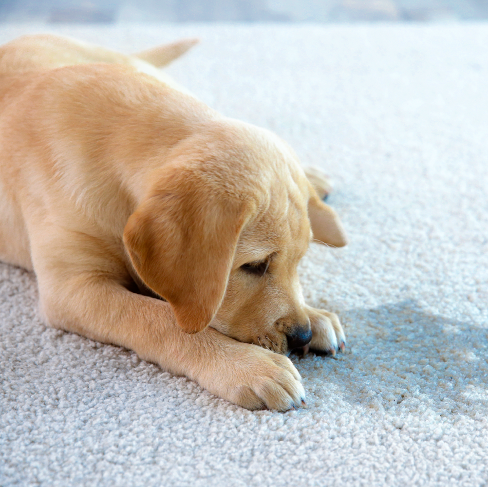 cute and sad golden colored puppy laying on the floor with it's nose between it's paws looking at a puppy accident on light blue carpet.