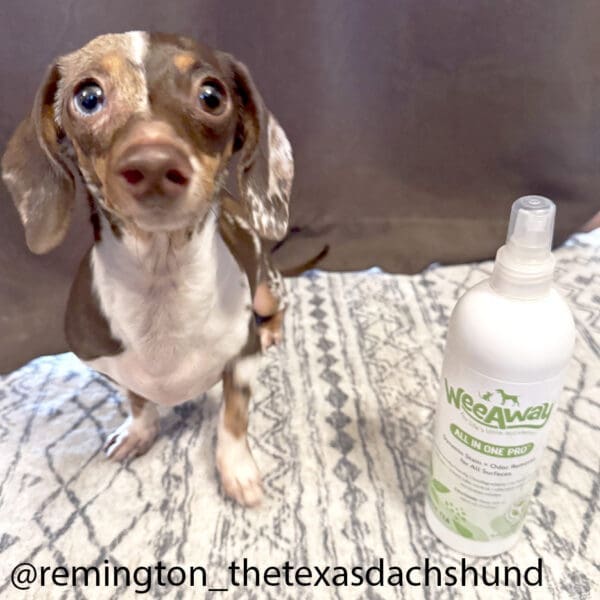 Remington a small dachshund sitting on a rug that was cleaned using the spray bottle of Wee Away All In One Pro in green tea scent that he is sitting next to.