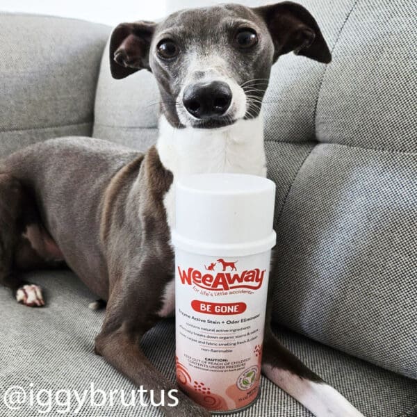 An Italian Greyhound relaxing on a light grey sofa with a spray can of Wee Away Be Gone enzyme active stain and odor eliminator.