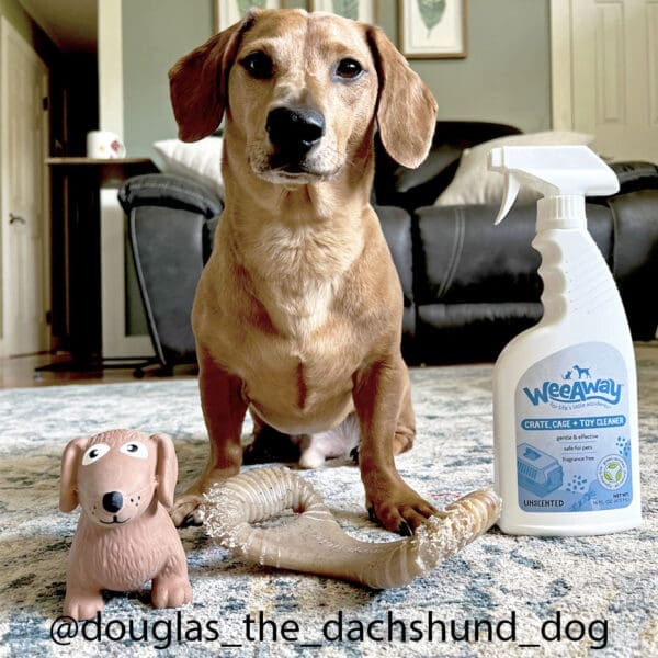 A dachshund mix dog is sitting and guarding his toys next to a spray bottle of Wee Away Crate, Cage, and Toy Cleaner.