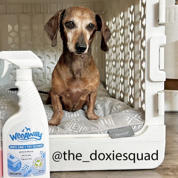 A small, brown dog sitting on a cushion in its crate next to a spray bottle of Wee Away Crate, Cage, and Toy Cleaner.