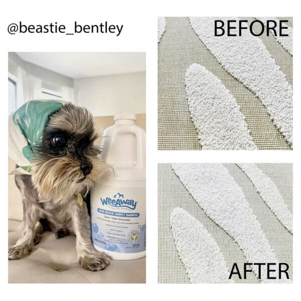 Collage including small grey dog wearing a white and blue headscarf next to a gallon jug of Wee Away Odor Rescue Carpet Shampoo. The rest of the collage shows before and after photos of a rug that was cleaned using Wee Away products.