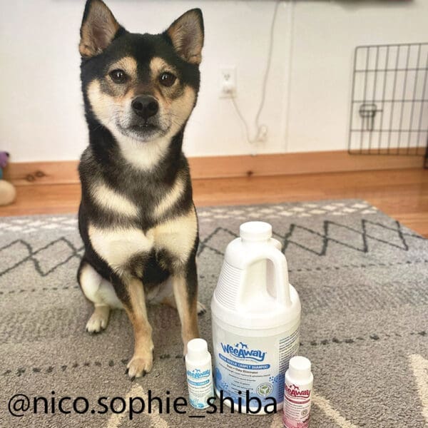 A Shiba dog sitting on a large grey area rug next to a gallon jug of Wee Away Odor Rescue Carpet Shampoo.