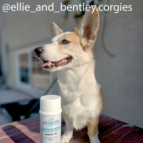 A handsome corgie sitting on a picnic table outside his house next to a spray can of Wee Away Odors be gone pet odor eliminator.