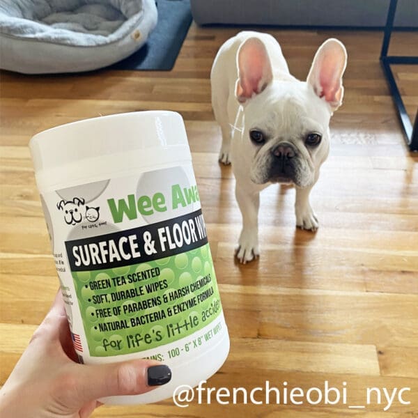 @frenchieobi_nyc, a french bull dog standing on a newly cleaned blonde hardwood floor with their owner holding a 100 count canister of Wee Away Surface and Floor Wipes.
