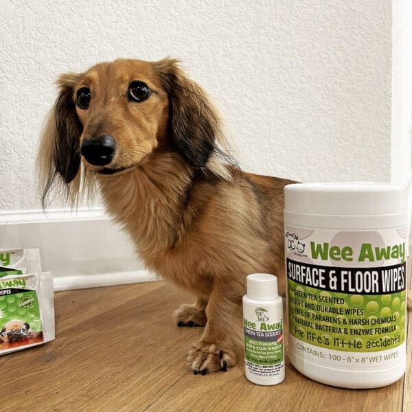 Maggie the dachshund mix sitting on a pristine hardwood floor next to Wee Away Surface and Floor Wipes in the green tea scent.
