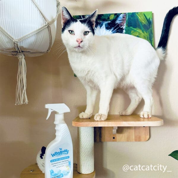 @catcatcity perched on a cat tower in NYC near a bottle of Wee Away X2 Ultra Concentrated stain and odor remover for cats in the ocean breeze scent.